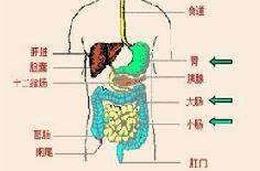 消化系统的组成示意图,消化系统组成示意图概述
