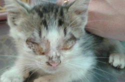 猫传染病,种类、传播途径与预防措施全解析